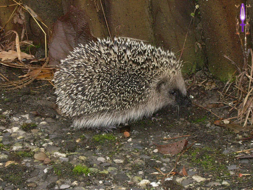 Croix de Lumière, Photo de la Série L No 34 