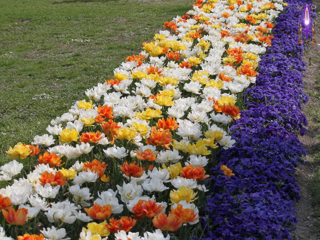 Croix de Lumière, Photo de la Série L No 40 