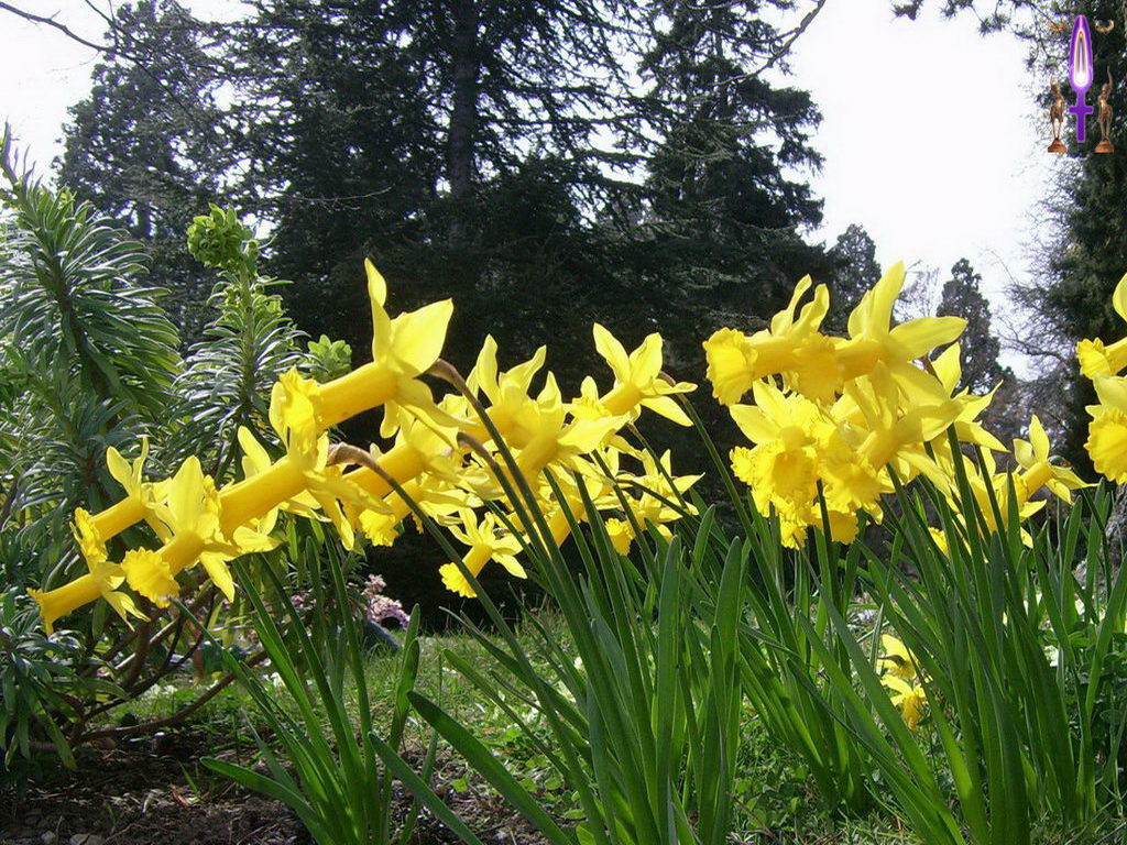 Croix de Lumière, Photo de la Série L No 42 