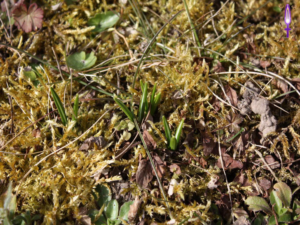 Croix de Lumière, Photo de la Série L No 44 