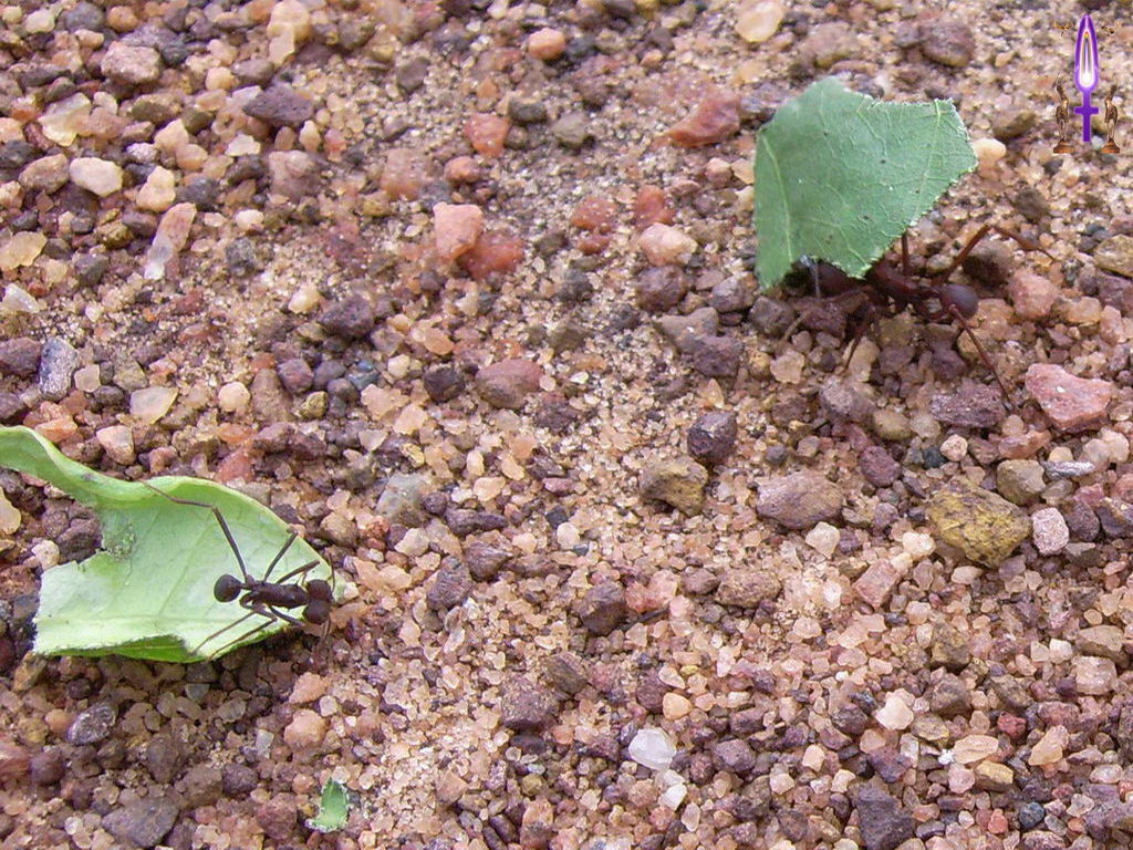 Croix de Lumière, Photo de la Série L No 46 