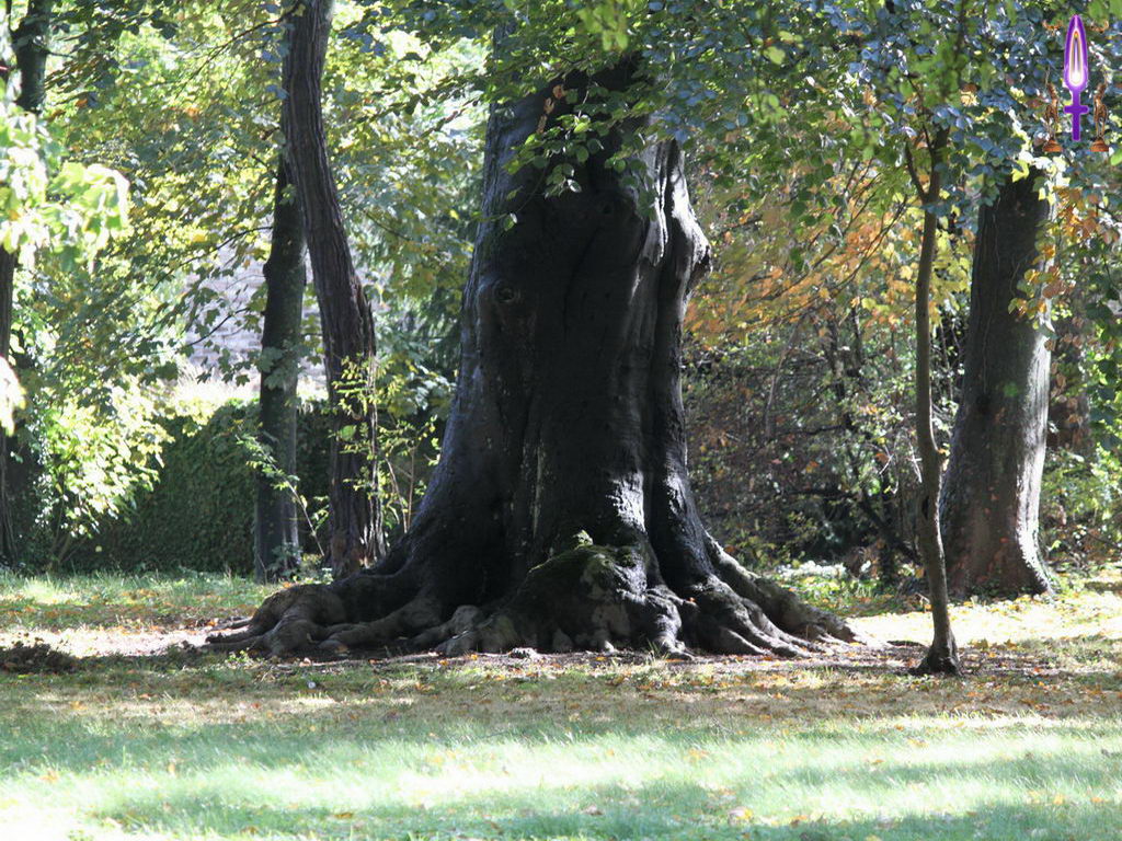 Croix de Lumière, Photo de la Série L No 47 