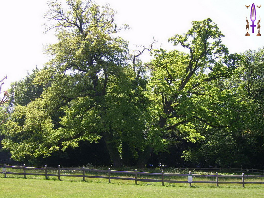 Croix de Lumière, Photo de la Série L No 49 