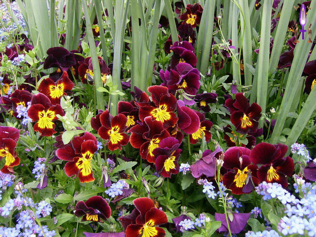 Croix de Lumière, Photo de la Série L No 51 