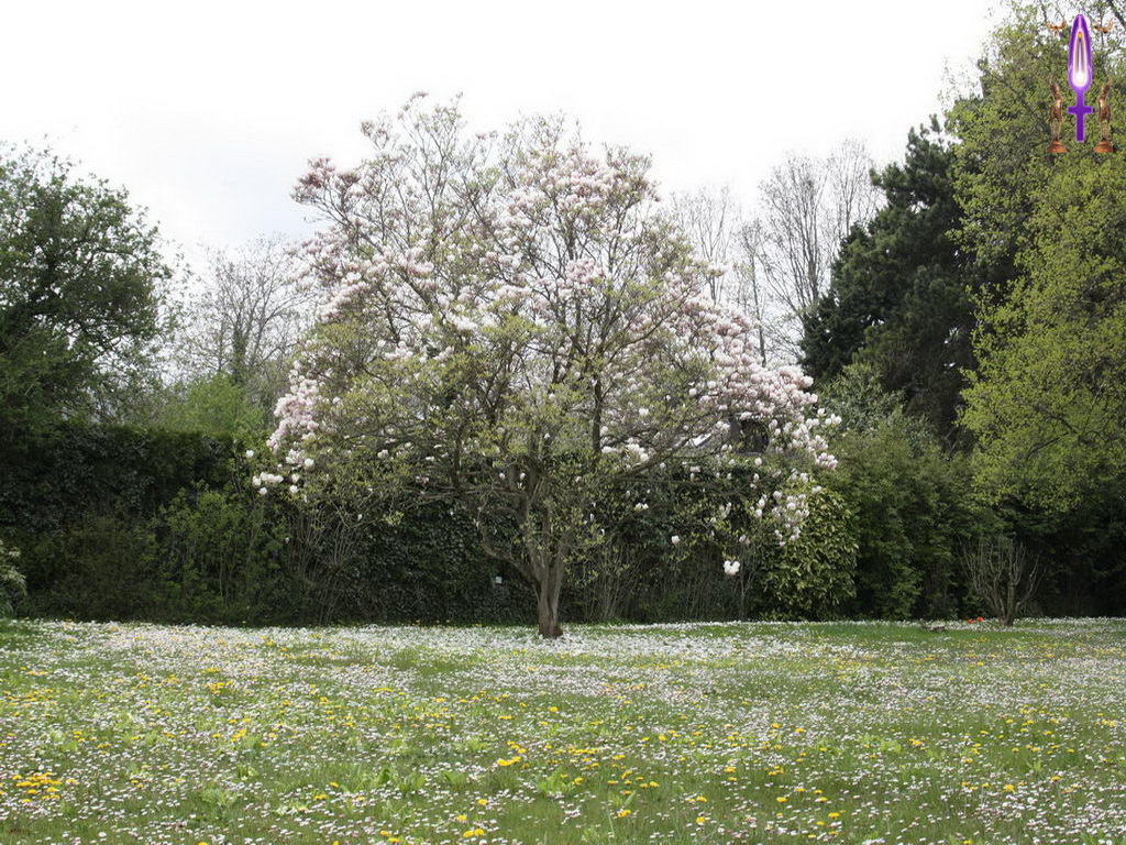 Croix de Lumière, Photo de la Série L No 54 