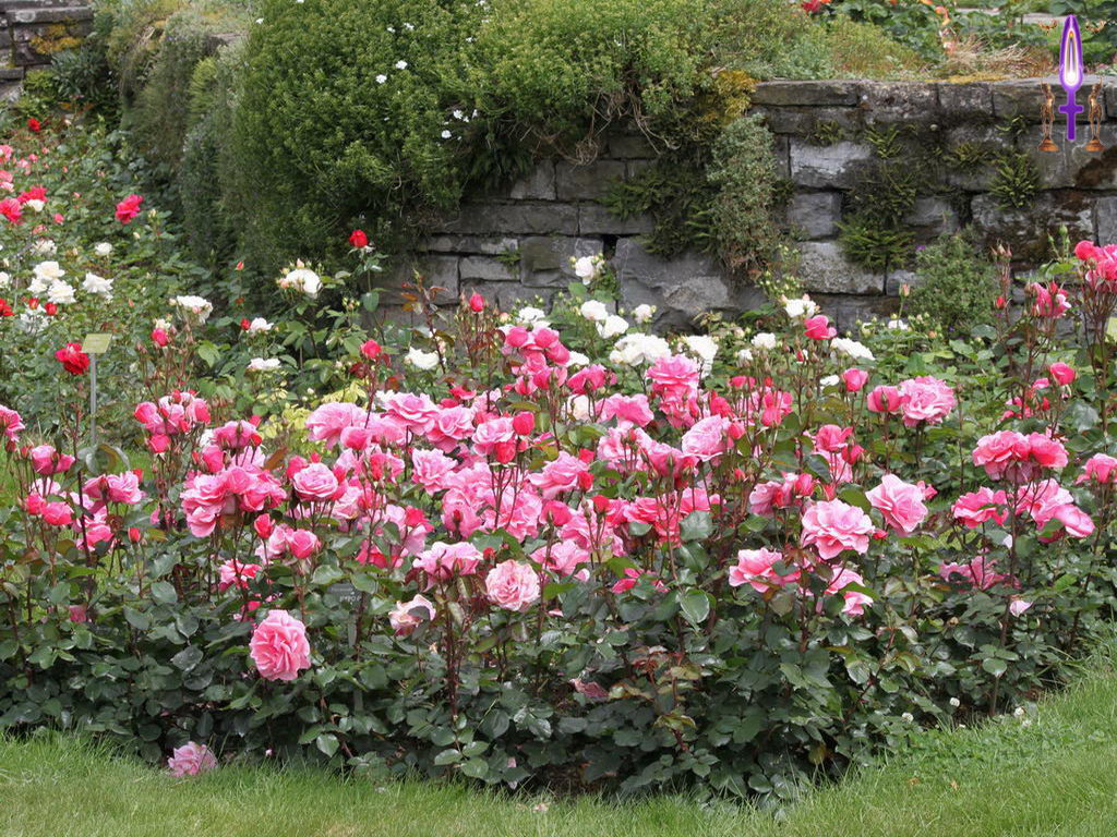 Croix de Lumière, Photo de la Série L No 56 