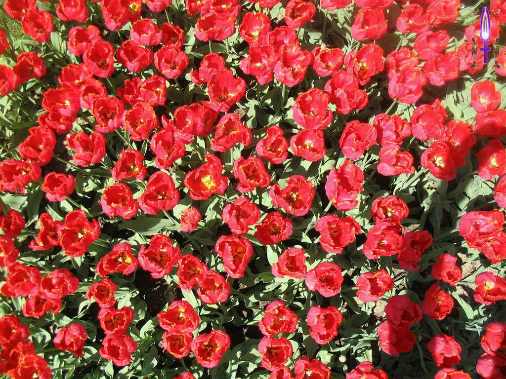 Croix de Lumière, Photo de la Série L No 59 