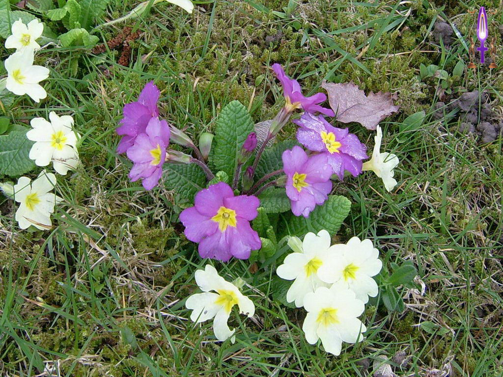 Croix de Lumière, Photo de la Série L No 63 