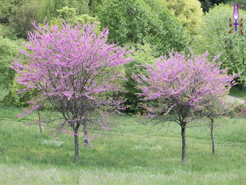 Croix de Lumière, Photo de la Série L No 67 