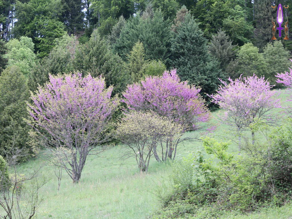 Croix de Lumière, Photo de la Série L No 77 