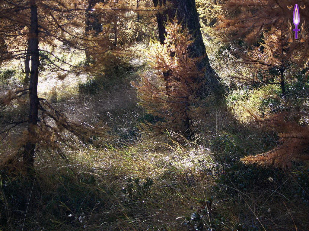 Croix de Lumière, Photo de la Série L No 81 