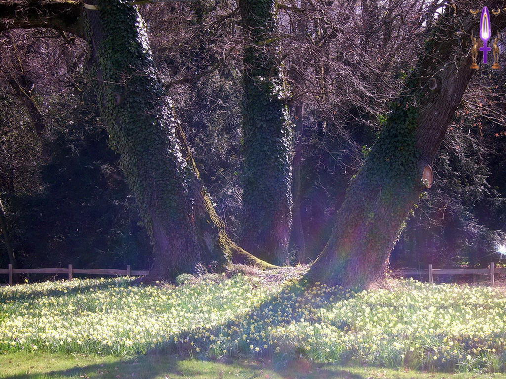 Croix de Lumière, Photo de la Série L No 85 