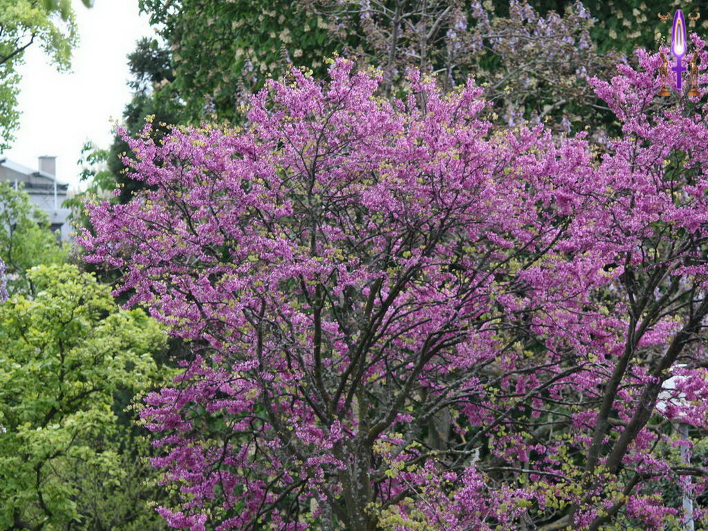 Croix de Lumière, Photo de la Série L No 94 