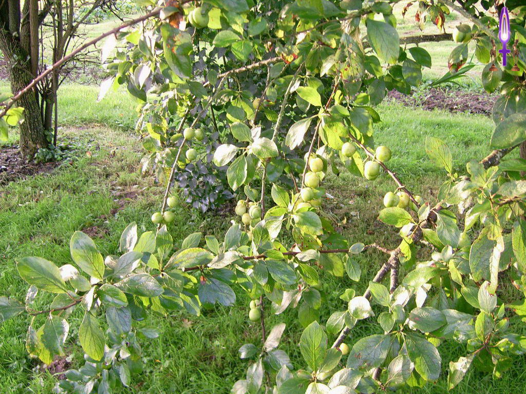 Croix de Lumière, Photo de la Série L No 95 