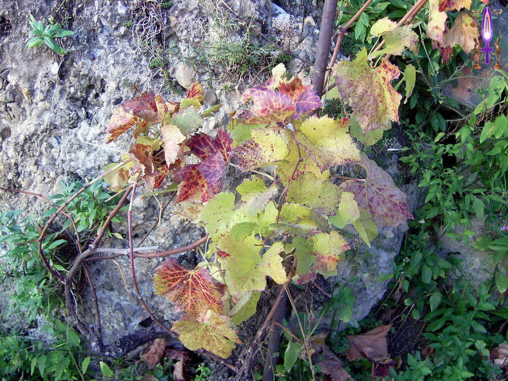 Croix de Lumière, Photo de la Série L No 103 