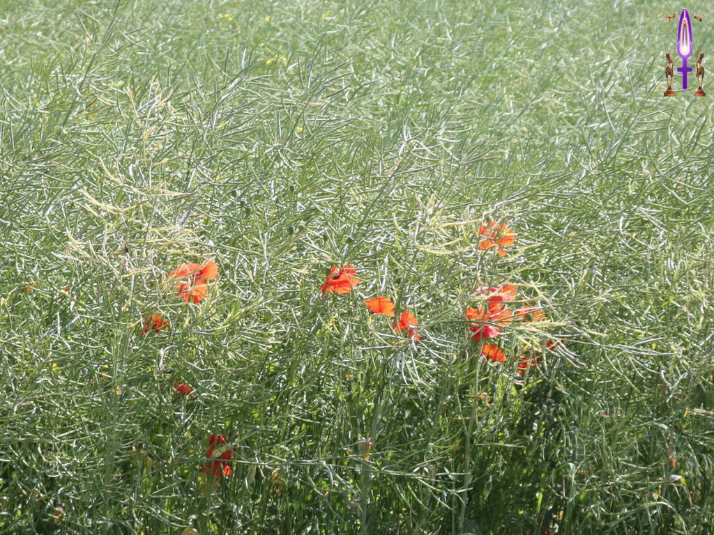 Croix de Lumière, Photo de la Série L No 105 