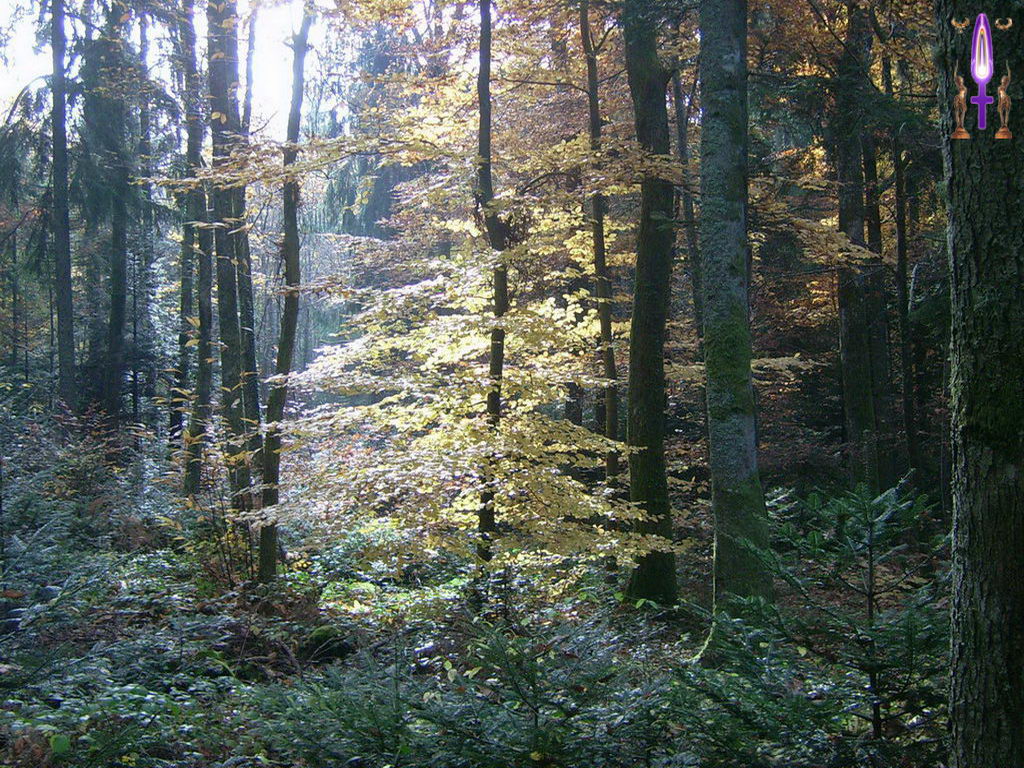 Croix de Lumière, Photo de la Série L No 106 