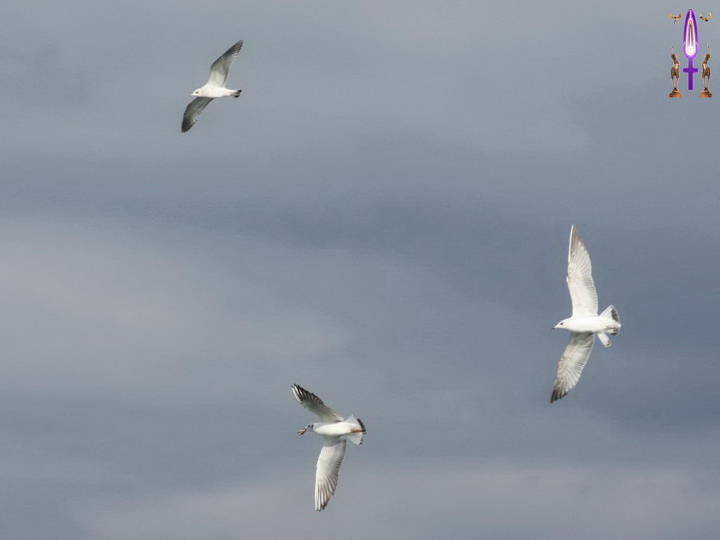 Croix de Lumière, Photo de la Série M No 2 