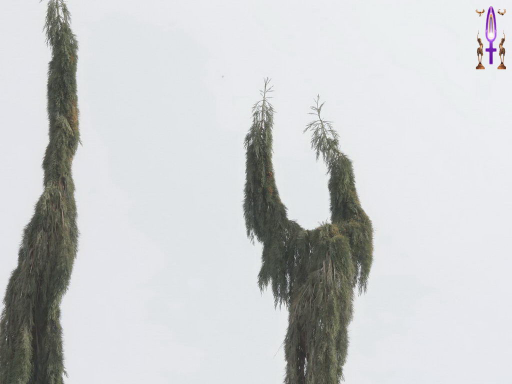 Croix de Lumière, Photo de la Série M No 9 