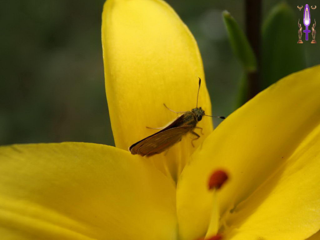 Croix de Lumière, Photo de la Série M No 010 