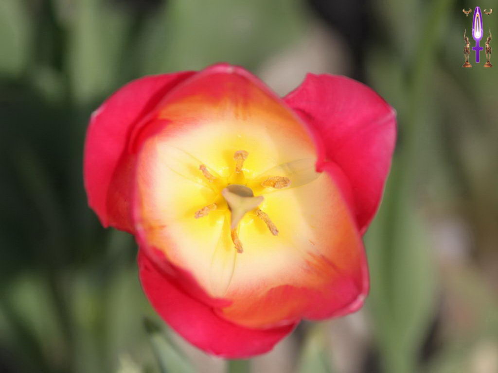 Croix de Lumière, Photo de la Série M No 14 