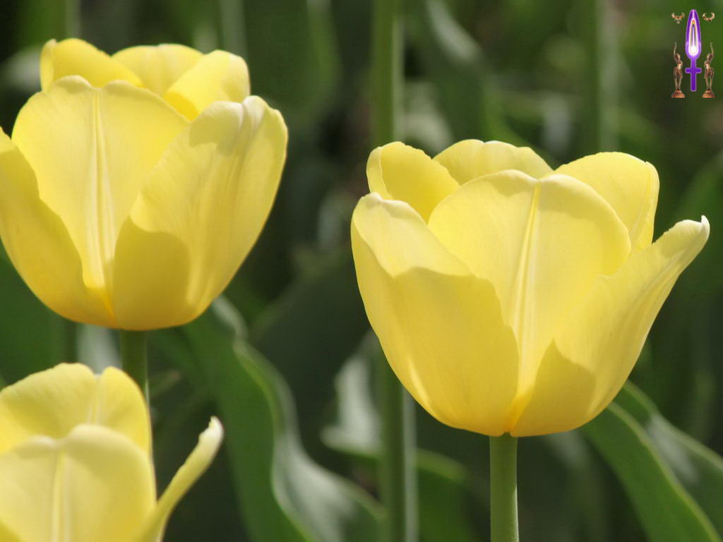 Croix de Lumière, Photo de la Série M No 23 