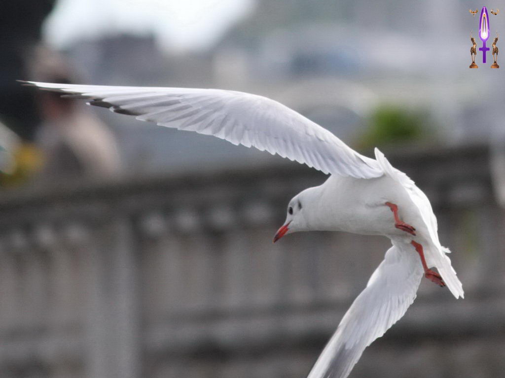 Croix de Lumière, Photo de la Série M No 24 