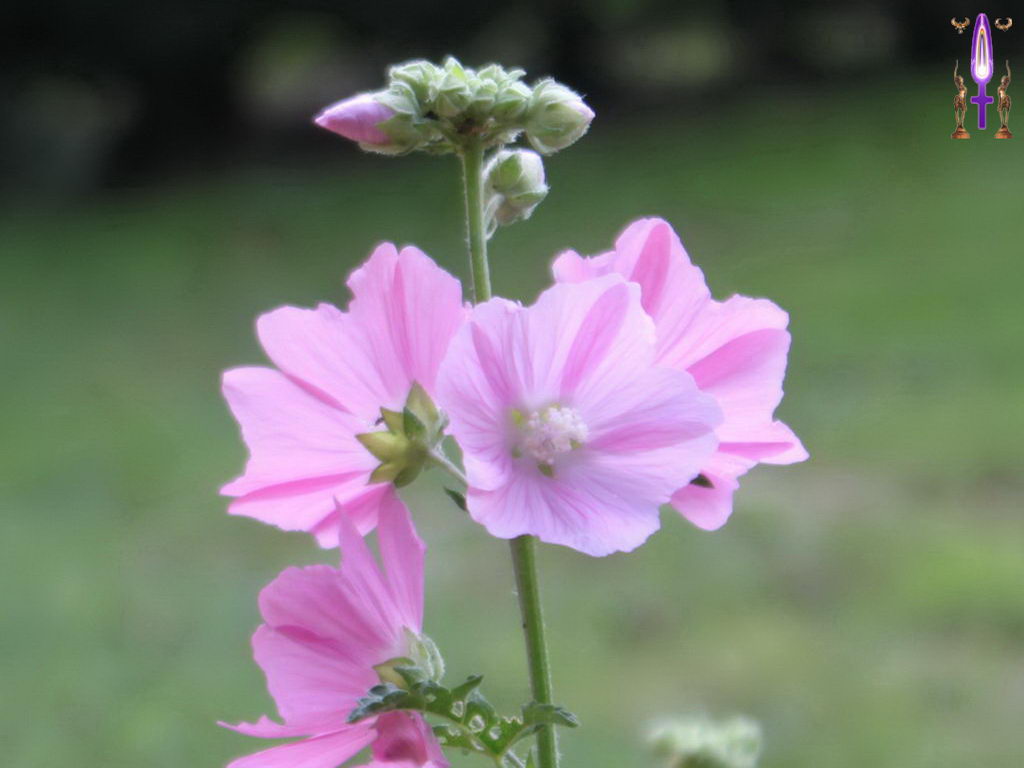 Croix de Lumière, Photo de la Série M No 25 