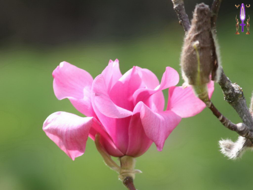 Croix de Lumière, Photo de la Série M No 29 