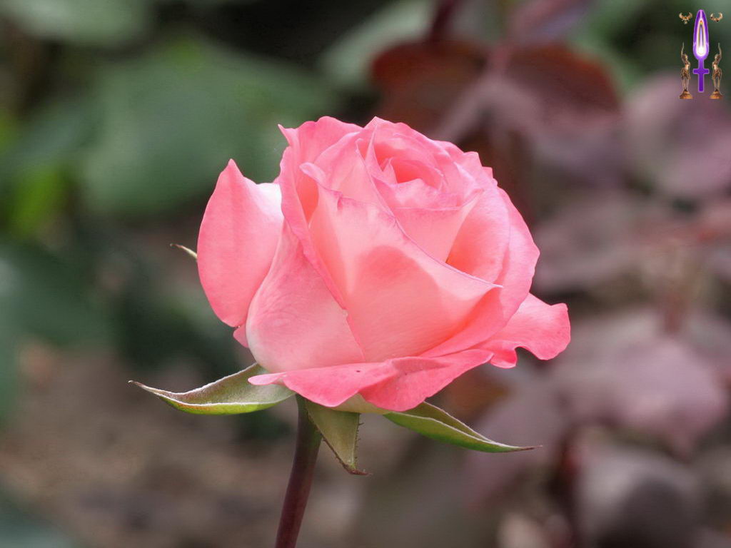 Croix de Lumière, Photo de la Série M No 32 