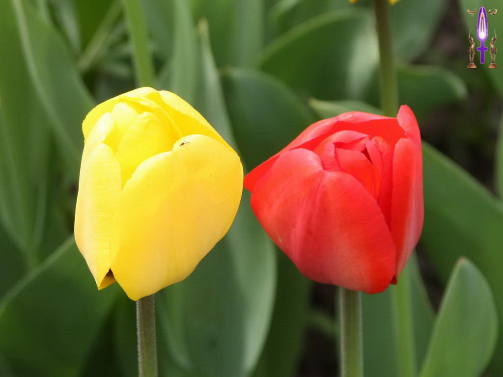 Croix de Lumière, Photo de la Série M No 33 