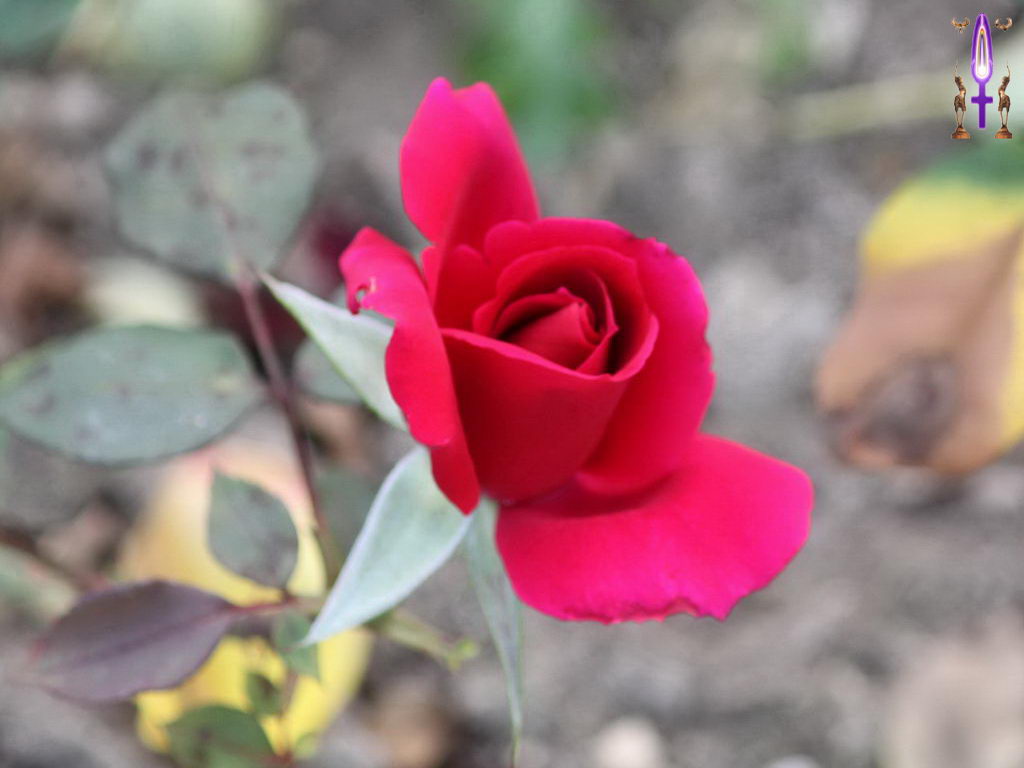 Croix de Lumière, Photo de la Série M No 35 