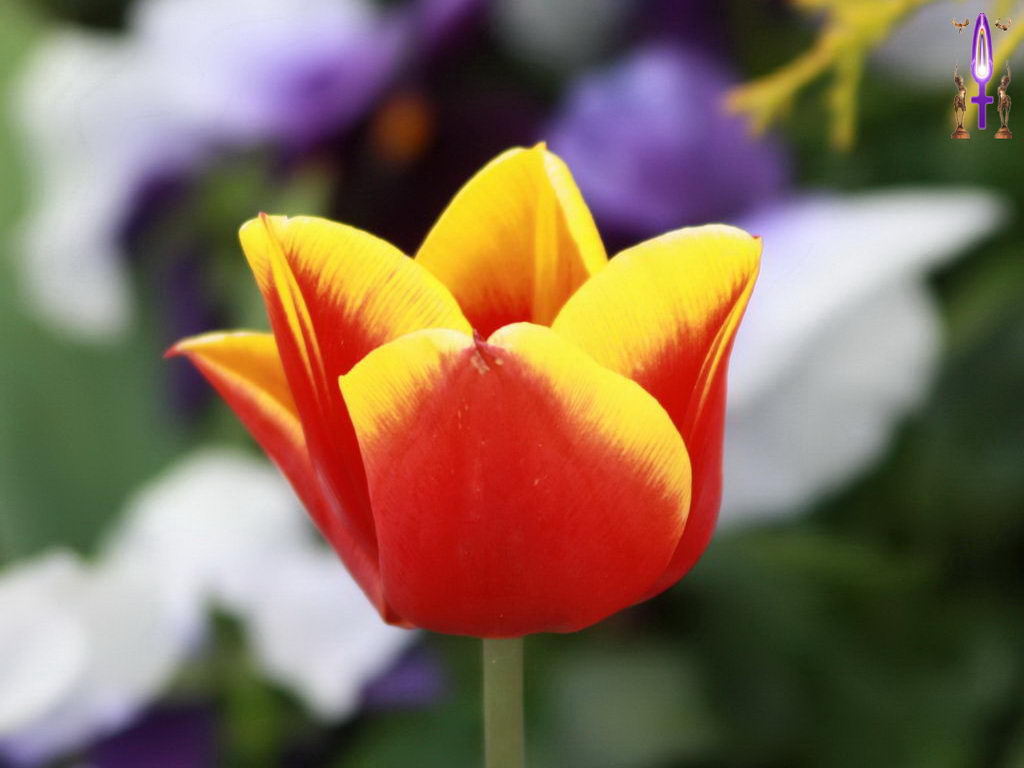 Croix de Lumière, Photo de la Série M No 37 