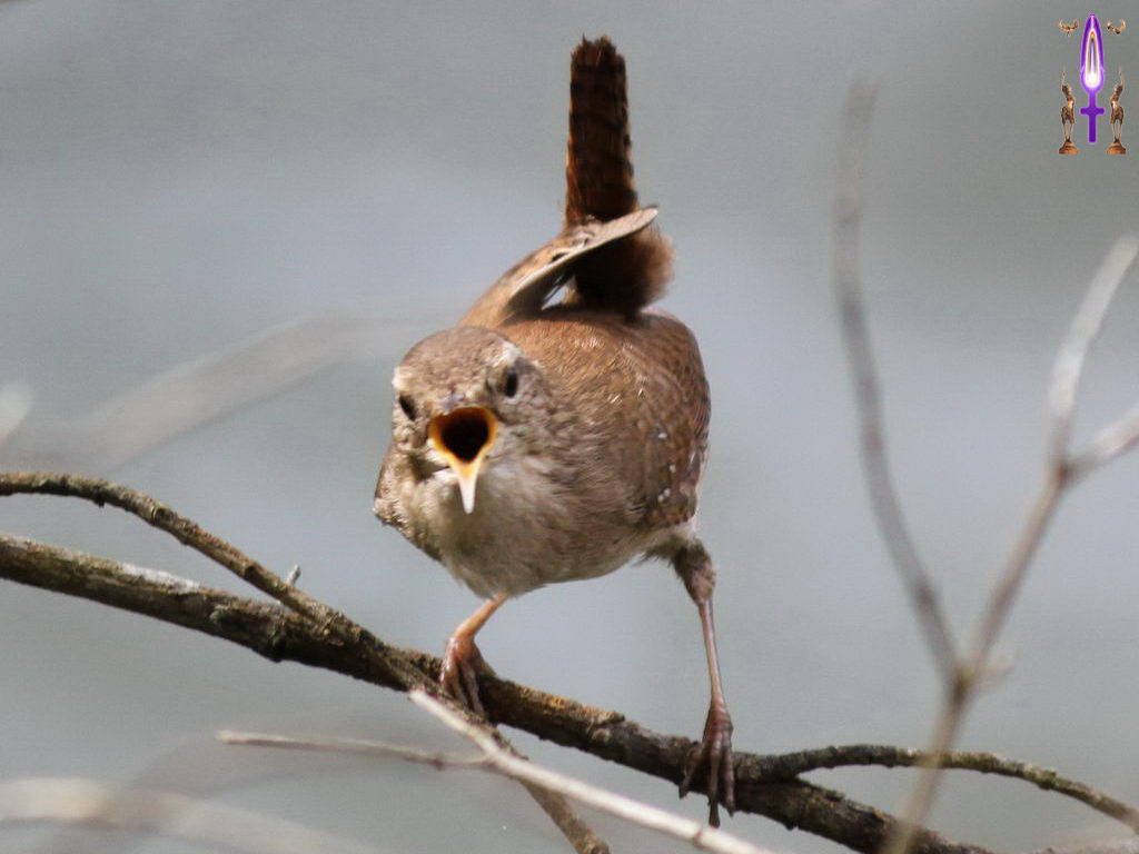 Croix de Lumière, Photo de la Série M No 38 