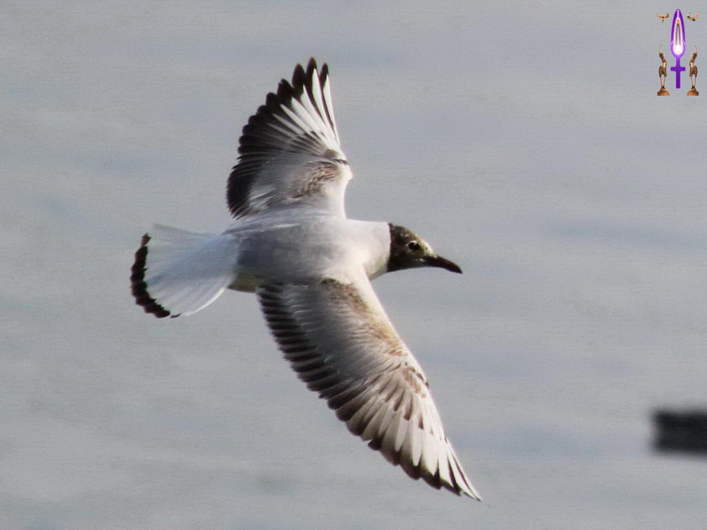 Croix de Lumière, Photo de la Série M No 39 