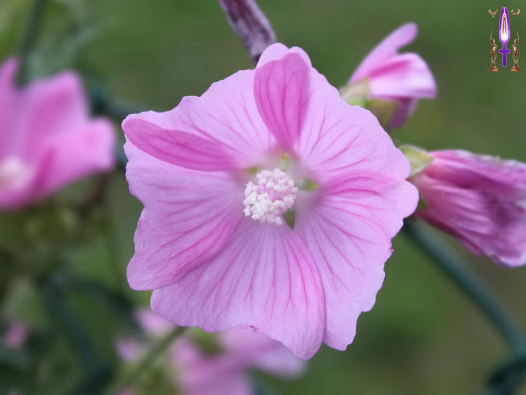 Croix de Lumière, Photo de la Série M No 40 