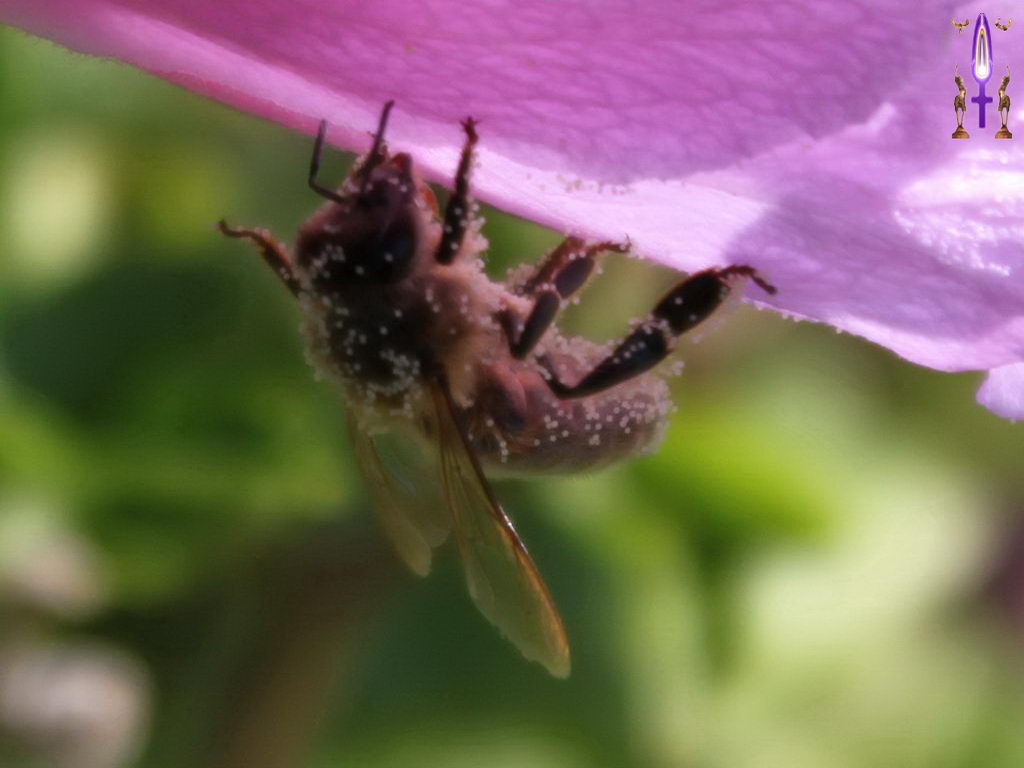 Croix de Lumière, Photo de la Série M No 41 