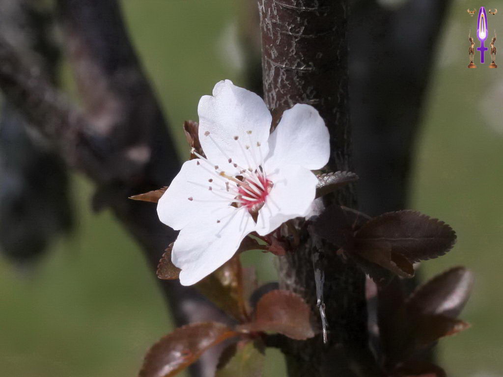 Croix de Lumière, Photo de la Série M No 42 
