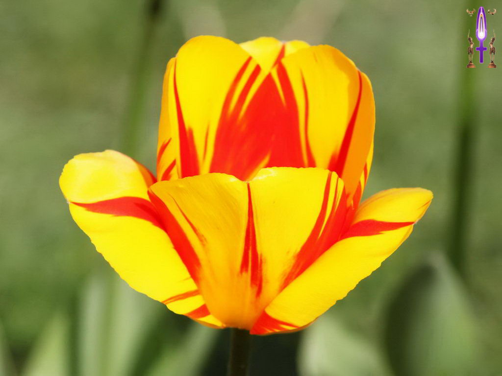 Croix de Lumière, Photo de la Série M No 43 