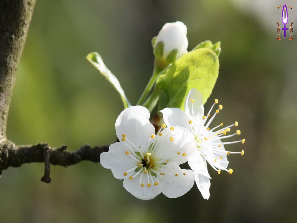 Croix de Lumière, Photo de la Série M No 44 