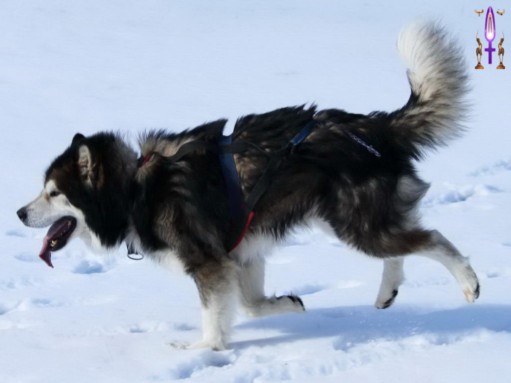 Croix de Lumière, Photo de la Série M No 45 