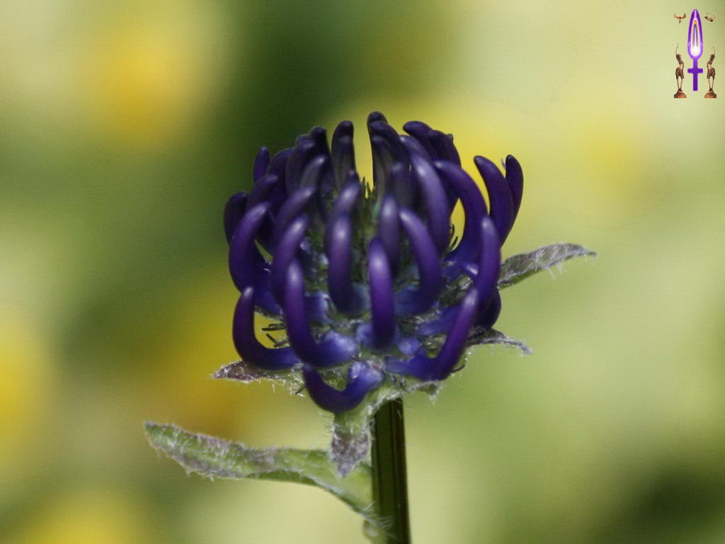 Croix de Lumière, Photo de la Série M No 47 