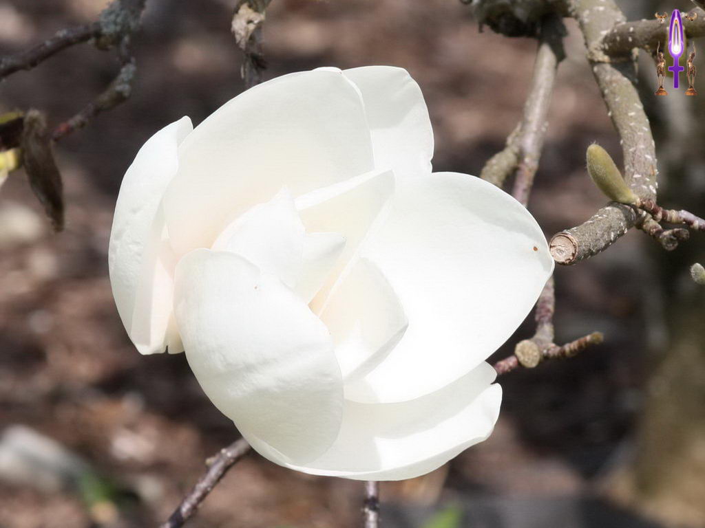 Croix de Lumière, Photo de la Série M No 48 