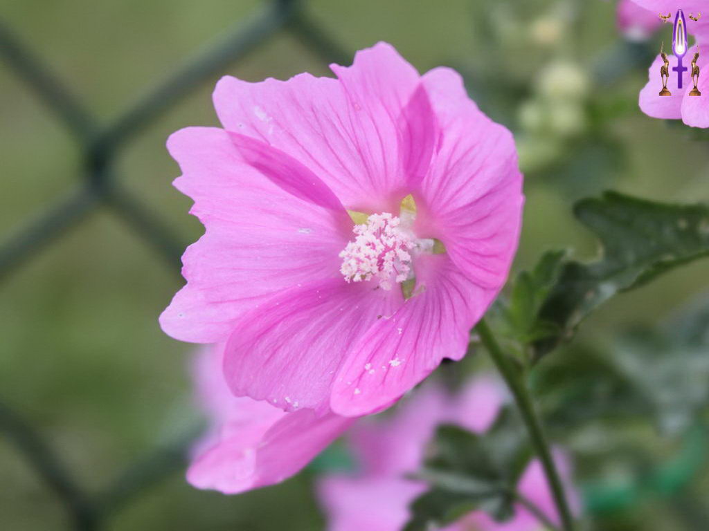 Croix de Lumière, Photo de la Série M No 49 