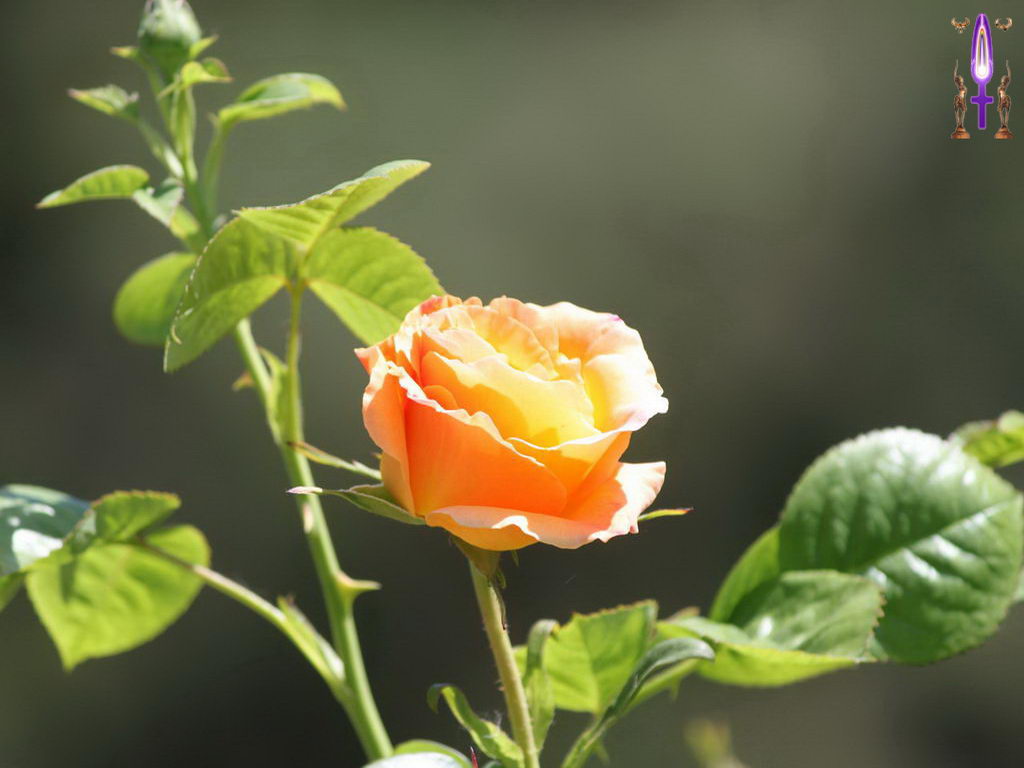 Croix de Lumière, Photo de la Série M No 50 