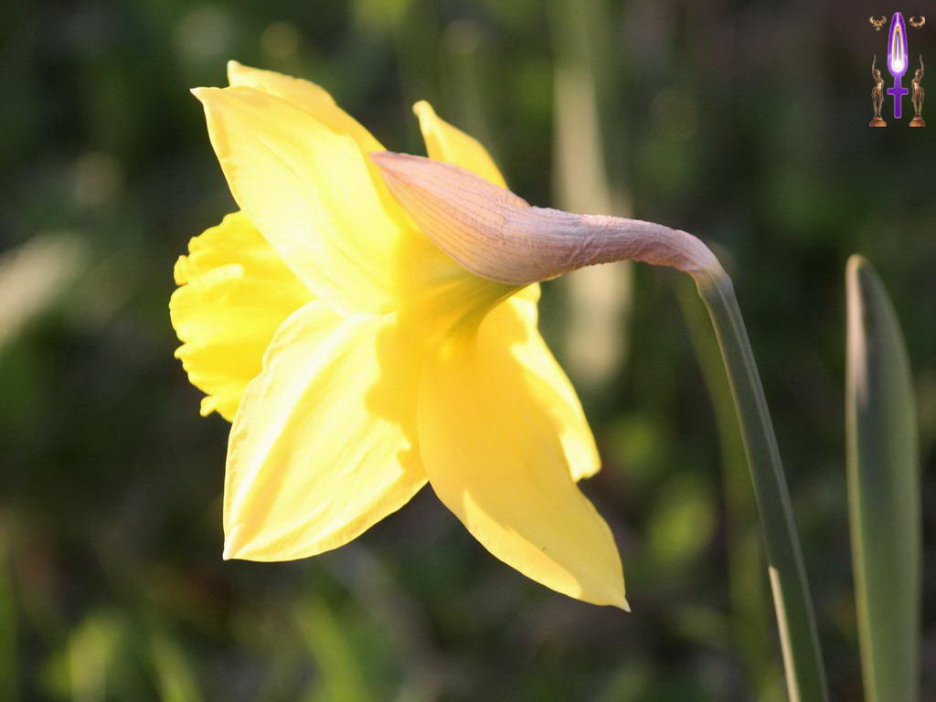 Croix de Lumière, Photo de la Série M No 52 