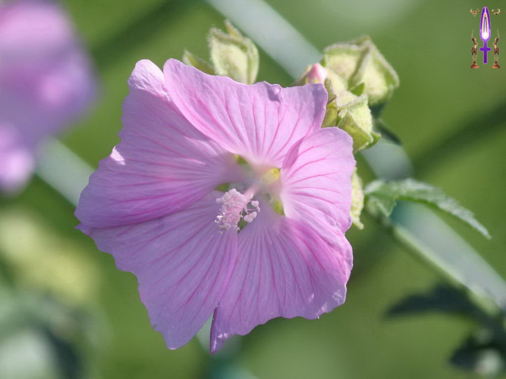 Croix de Lumière, Photo de la Série M No 54 