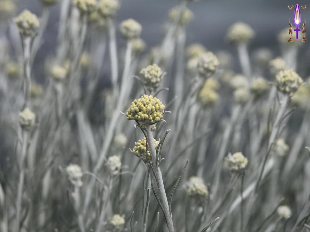 Croix de Lumière, Photo de la Série M No 56 
