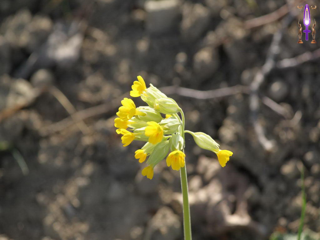 Croix de Lumière, Photo de la Série M No 58 