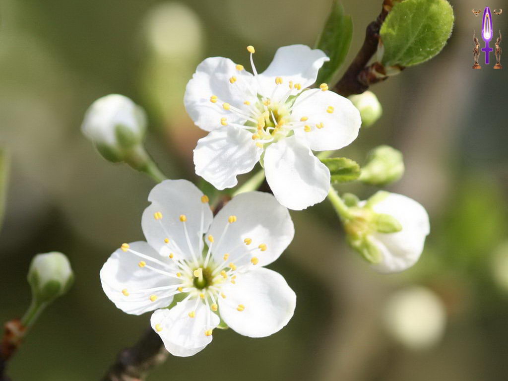 Croix de Lumière, Photo de la Série M No 59 